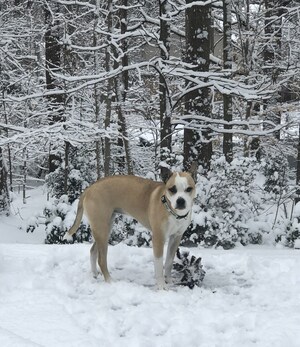 The TurfMutt Foundation's Tips to Keep Pets Safe This Winter