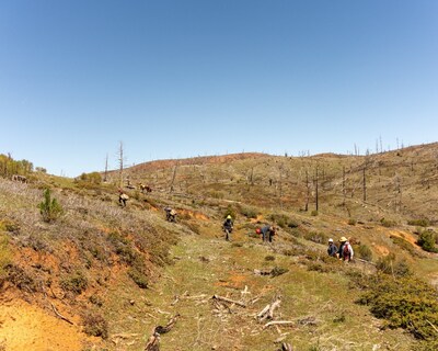 Manulife Impact Forest in California. Following the 2013 Rim Fire, restoration efforts are underway. (CNW Group/Manulife Financial Corporation)