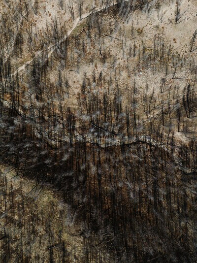 Le programme Impact Forêts Manuvie est une initiative mondiale de reboisement de forêts. (Groupe CNW/Société Financière Manuvie)