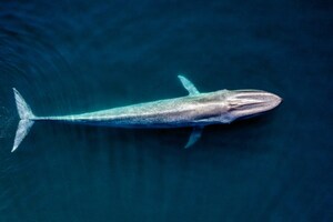 Experimenta la sinfonía oceánica de las ballenas grises y azules  - Visit Baja California Sur