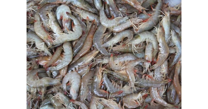 Breakthrough Vaccine Technology Addresses Critical Bottleneck in Global Sustainable Protein Production