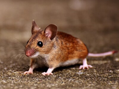 Mice are among the many pests that were seen most prominently across the U.S. in 2025