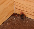 Bed bugs were another prominent issue across the country in 2025, says EcoShield Pest Solutions