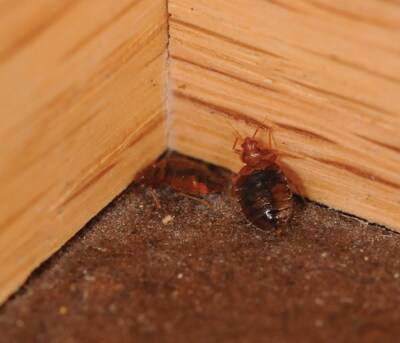 Bed bugs were another prominent issue across the country in 2025, says EcoShield Pest Solutions