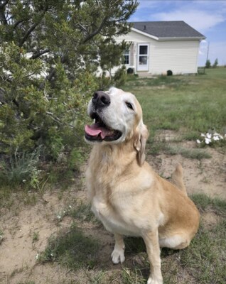 Paige, who wiped out a 90-ounce bag of mini candy bars from Costco on Halloween, illustrates why chocolate is consistently at the top of the toxin list for dogs.