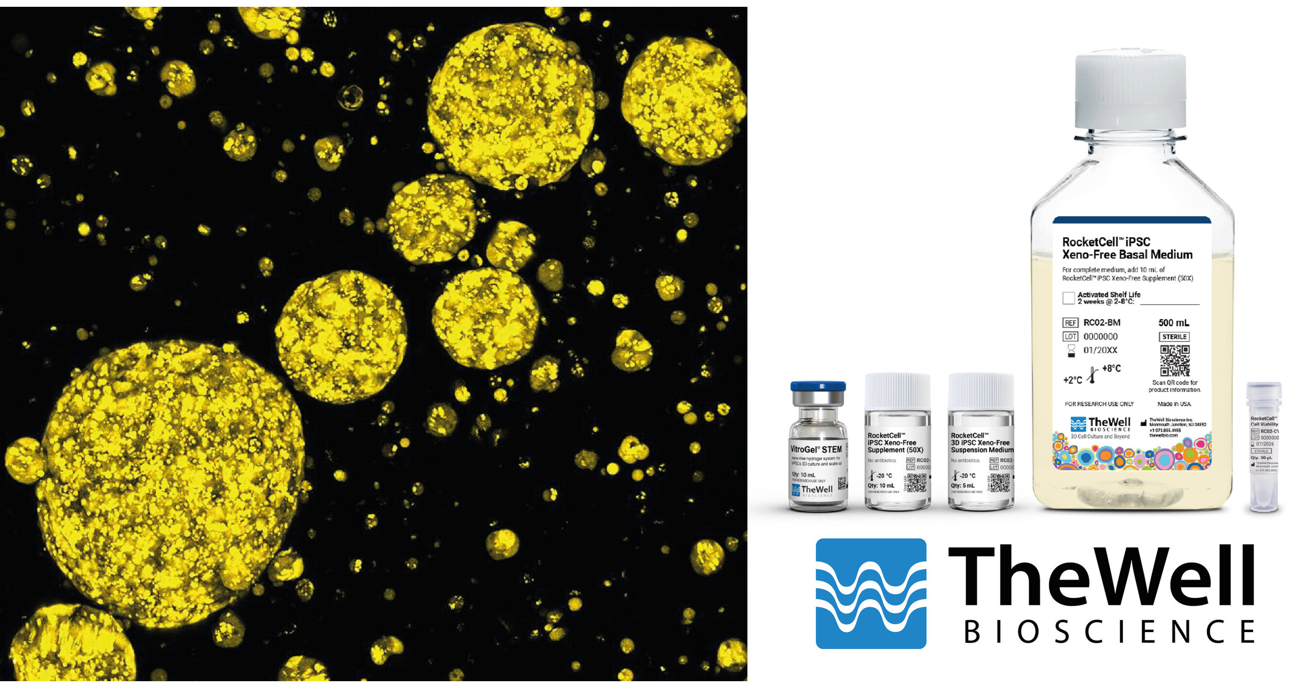 TheWell Bioscience Unveils RocketCell™ 3D iPSC Xeno-Free Complete Growth  Kit: A Comprehensive Xeno-Free Ecosystem for Scalable iPSC Expansion