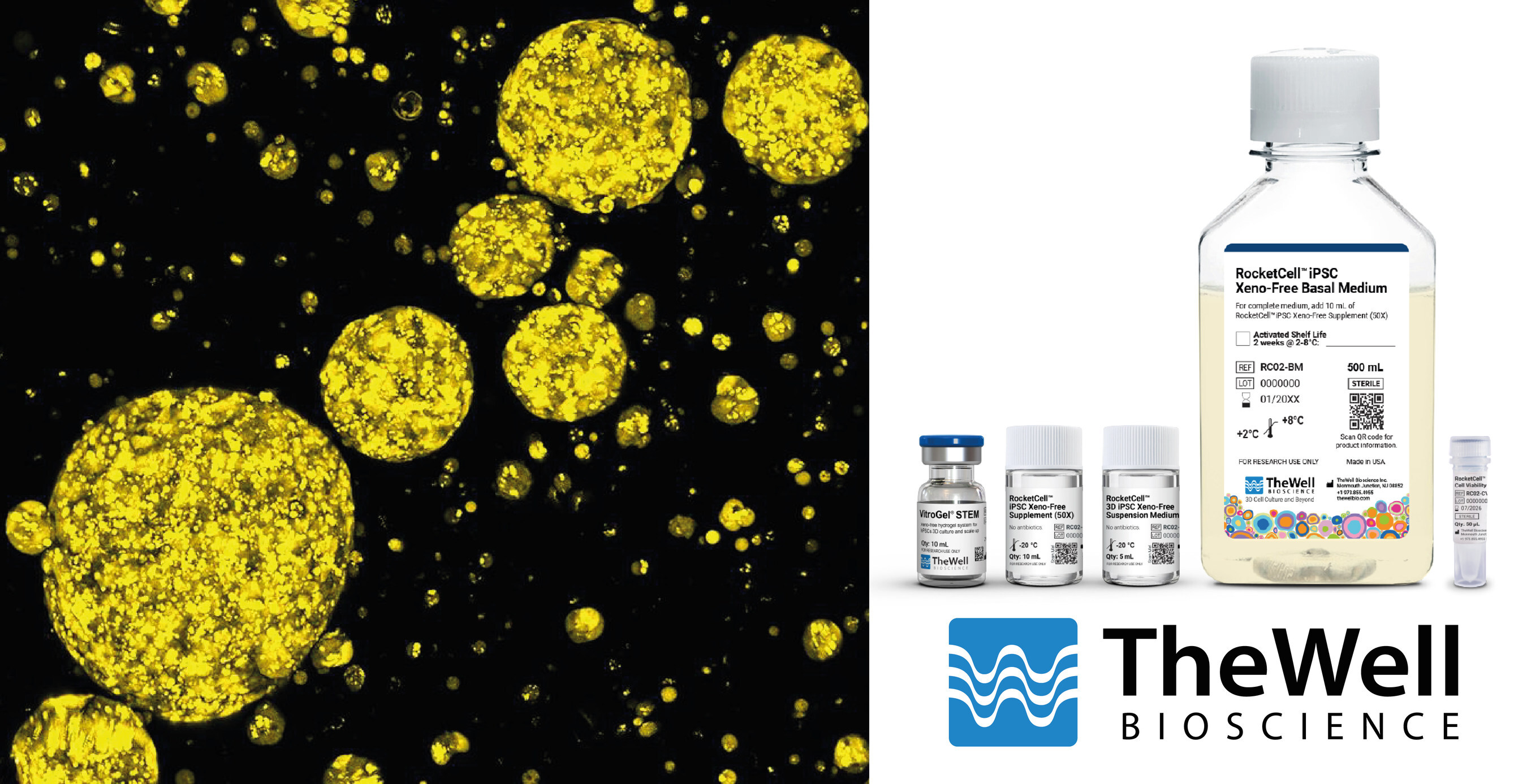 TheWell Bioscience Unveils RocketCell™ 3D iPSC Xeno-Free Complete Growth Kit: A Comprehensive Xeno-Free Ecosystem for Scalable iPSC Expansion