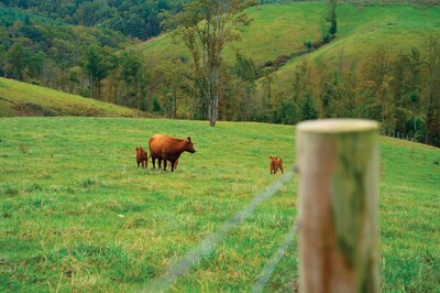 Heritage Red Angus cattle pasture-raised in the Blue Ridge Mountains.