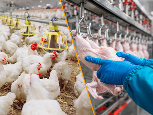 TAGAT Foodtech Launches as a One-Stop Shop Ecosystem for the Animal Protein Supply Chain