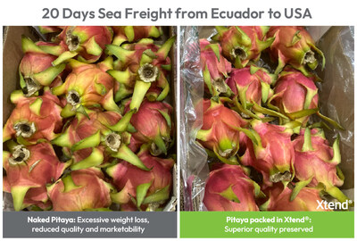 StePacPPC's Advanced Packaging Extends Global Access of Dragon Fruit (Credit: StePacPPC)
