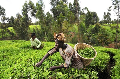 Chungnam National University Study Finds Climate Adaptation Can Ease Migration Pressures in Africa