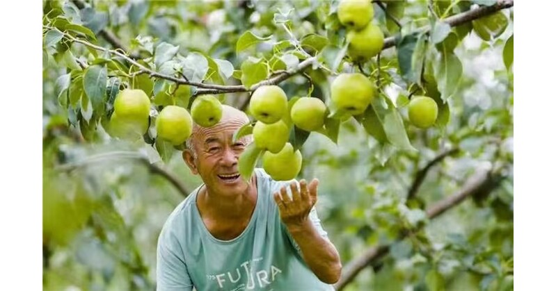 Xinhua Silk Road: Digital tech enables fragrant pear industry to burgeon in N. China county