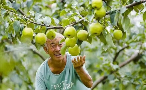 Photo shows a joyful farmer looking at a Yulu fragrant pear in Xi County of Shanxi Province, north China. (PRNewsfoto/Xinhua Silk Road)