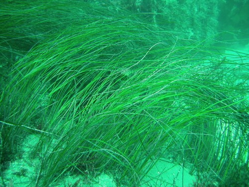 A multi-stakeholder collaboration-based framework to overcome seagrass data collection challenges