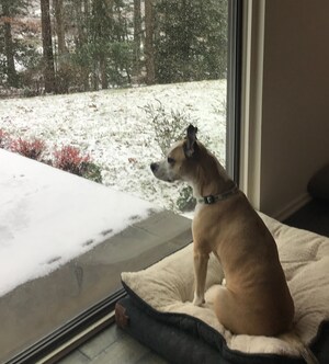 The TurfMutt Foundation Encourages Homeowners to Use Winter Days to Plan for A Beautiful, Purposeful Spring Yard