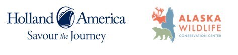 Holland America Line and Alaska Wildlife Conservation Center Introduce New Exclusive Alaska Moose Shore Excursion