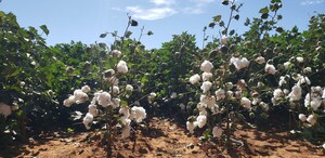 Rabobank Brasil coordena captação de R$ 1 bilhão para financiar cadeia de clientes da divisão agrícola da Bayer