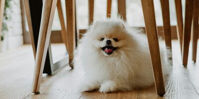 Sparkle Grooming Co. awarded five franchise licenses in the Greater Tampa Bay area to multi-unit operators Kendal Potesta and Scott Pace, continuing the brand’s expansion across Florida.