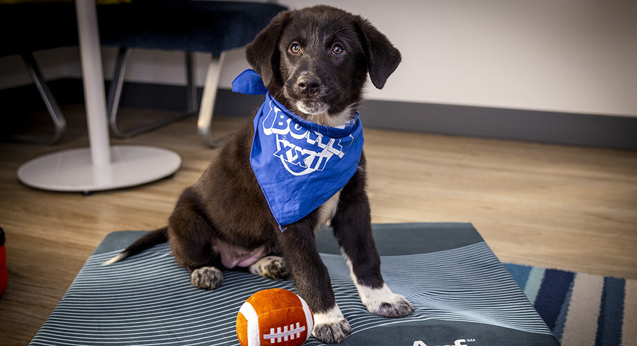 Marriott Bonvoy Calls a Timeout on Sports Rivalry With "Pup Rally" Adoption Events Celebrating Animal Planet's Puppy Bowl XXII