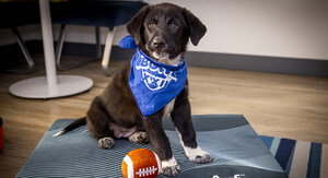 Marriott Bonvoy Calls a Timeout on Sports Rivalry With "Pup Rally" Adoption Events Celebrating Animal Planet's Puppy Bowl XXII
