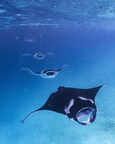 Manta rays at Hanifaru Bay