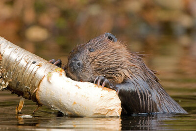 Un castor au travail dans la forêt boréale. (Groupe CNW/Canards Illimités Canada)