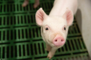 Canadian regulators determine PIC's PRRS-resistant pigs are safe for consumption and approved for manufacturing and importing