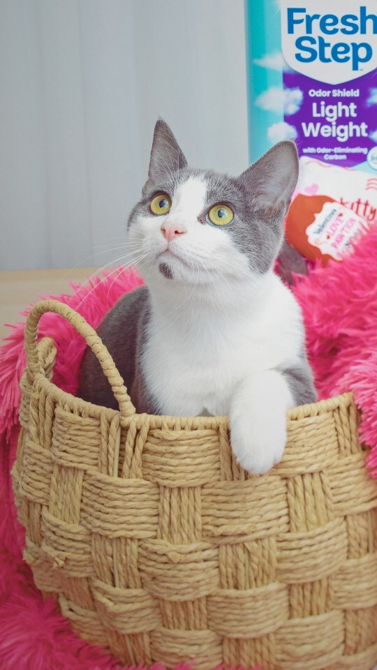 Unable to view the image, Please provide a valid URL.