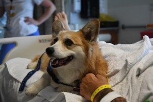 First-of-its-kind Research Indicates Therapy Dog Interventions Reduce Loneliness in Patients Hospitalized for the Treatment of Mental Illness