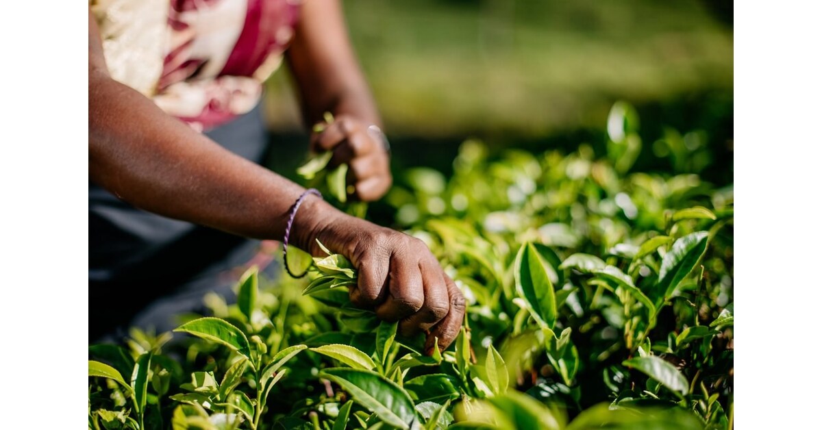 Dilmah Tea: 2026 could be the toughest year for tea growers
