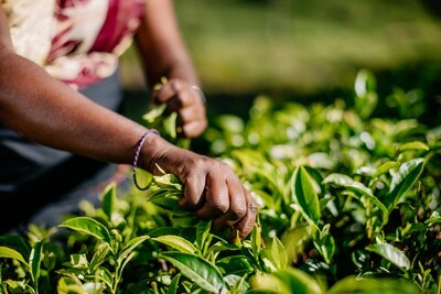 Dilmah Tea Manufacturing - Handpicking