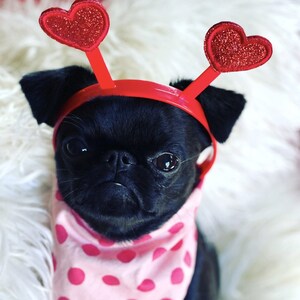 Valentine's Day Gifts That Make Tails Wag