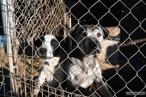 Animal Rescue Corps saves 51 dogs in large-scale operation