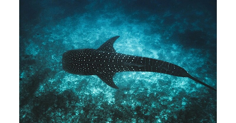 Maldives Launches Tech4Nature Project to Safeguard Iconic Whale Sharks Maldives Launches Tech4Nature Project to Safeguard Iconic Whale Sharks