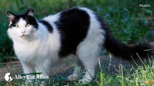 First Comprehensive Statewide Trap-Neuter-Return Law to Protect Cats, Drafted by Alley Cat Allies, Introduced in Maryland