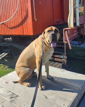 Heart Medication Almost Kills Lovable Mastiff