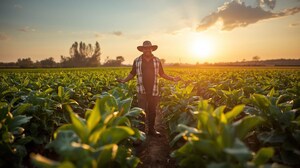 Indigo Ag inicia pagamentos aos produtores do primeiro ciclo do programa de agricultura regenerativa