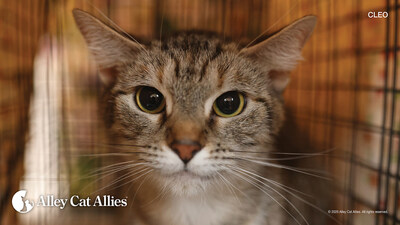 Alley Cat Allies Provides 600+ Cats with No-Cost Spay and Neuter and Food in Des Moines, Iowa