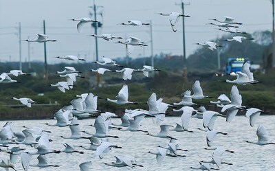 Black-faced Spoonbill (Image source: Southwest Coast National Scenic Area Headquarters)