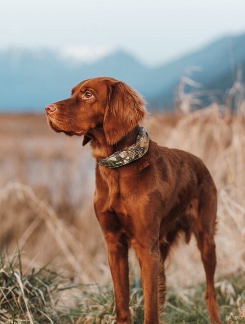 Halo Collar 5 Launches in Realtree EDGE® Camo Halo Collar 5 Launches in Realtree EDGE® Camo