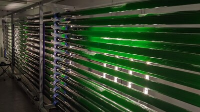 Cyanobacteria can grow in photoreactors. With just sunlight as an input, engineered bacteria are the ideal, scalable, source of future human drugs