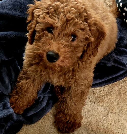 An Ironstone Goldendoodle puppy, representing the behavioral standards emphasized in the newly expanded Ironstone Academy training program. An Ironstone Goldendoodle puppy, representing the behavioral standards emphasized in the newly expanded Ironstone Academy training program.