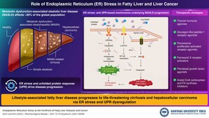 Hanyang University ERICA Researchers Identify Key Mechanism Driving Progression of Fatty Liver Disease to Cancer