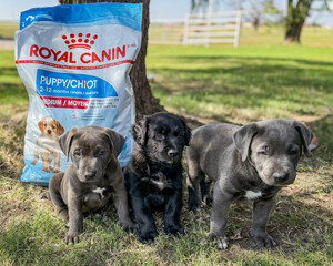 Royal Canin Celebrates National Love Your Pet Day by Sharing 2025 Charitable Giving Efforts
