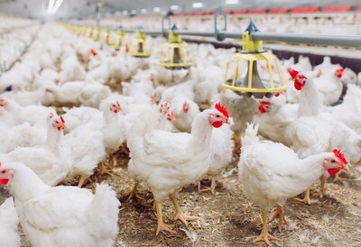 BiomEdit Initiates Final Field Safety Trial for Non-Antibiotic Poultry Biologic, Advancing Toward USDA Conditional Licensure