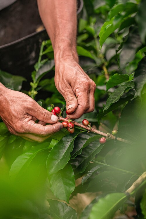 Sustainability coffee begins at origin