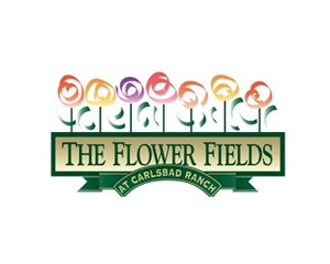 The Flower Fields Are Blooming and Ready For Visitors on March 1