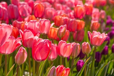 Thanksgiving Point Tulip Festival Returns to Ashton Gardens