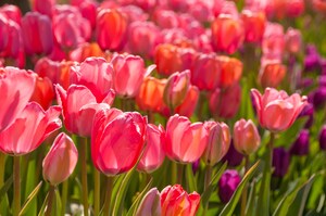 Thanksgiving Point Tulip Festival Returns to Ashton Gardens