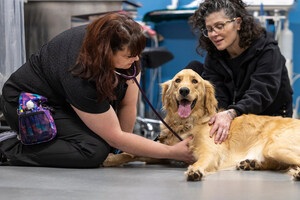 Canadian Veterinarians Say Financial Barriers Are Limiting Pet Care